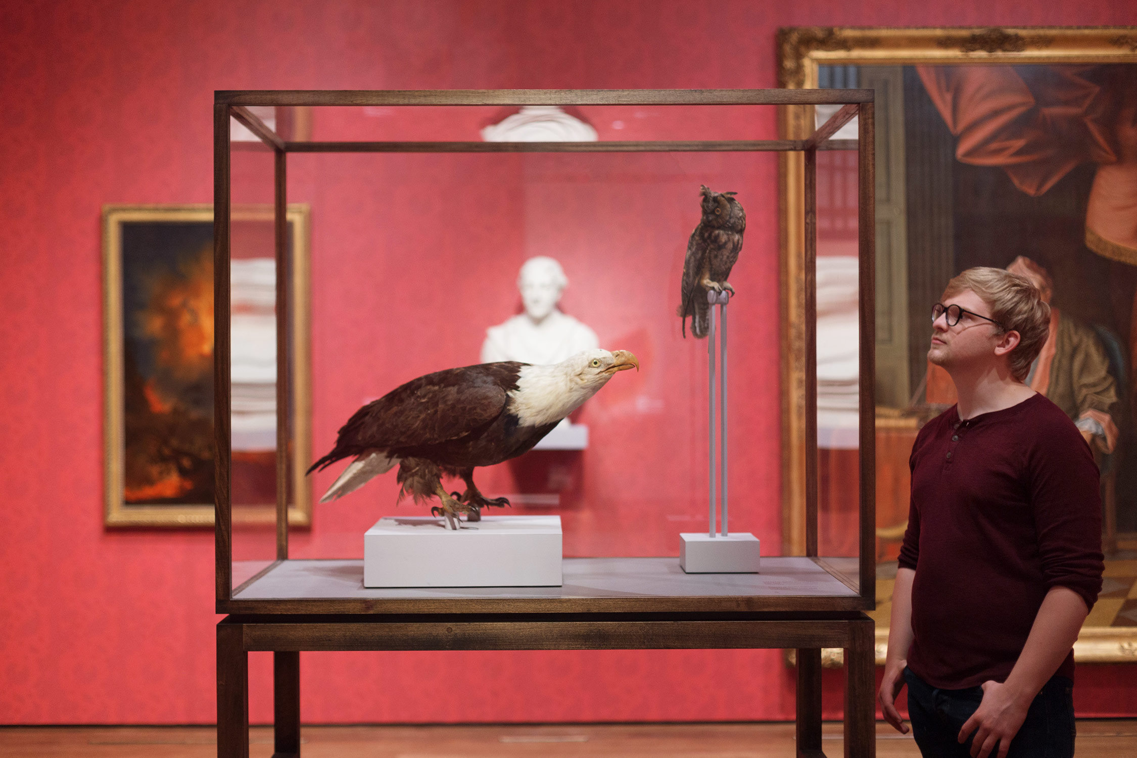 Two bird specimens, prepared by Charles Willson Peale (1741–1827), displayed in a case created by exhibition designer Justin Lee