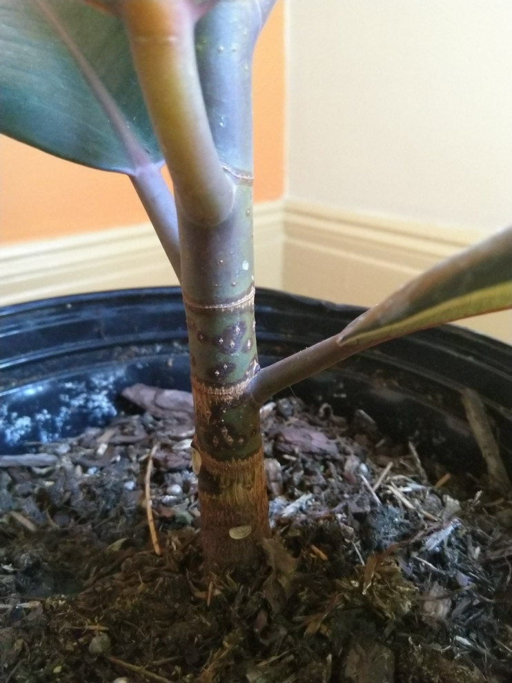 Is my rubber tree plant diseased?