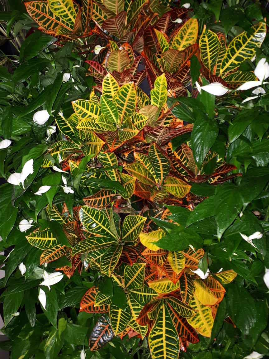 Вертикальное озеленение Авенир