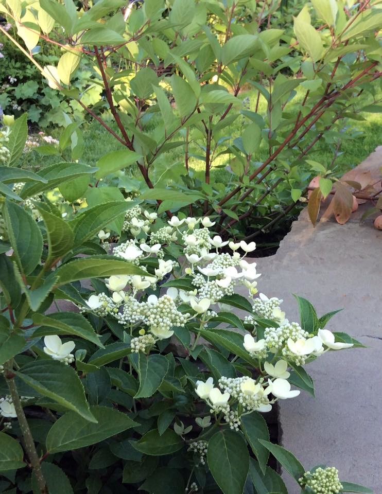 САДИК НА ЛАДОШКЕ (АЛЕНЬКИЙ ЦВЕТОЧЕК)