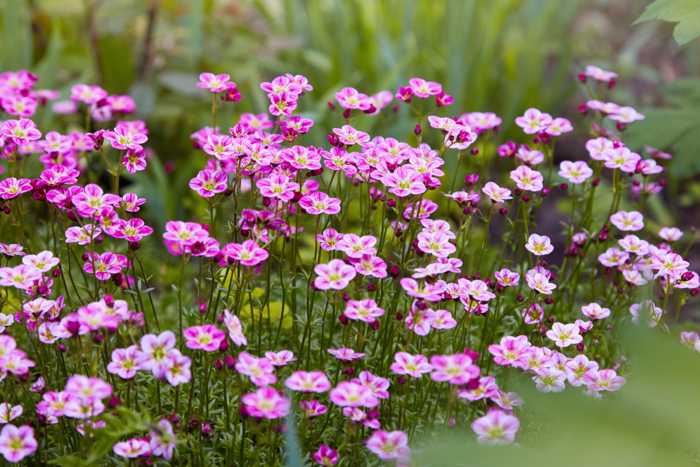 Sea Thrift Curve, Essex