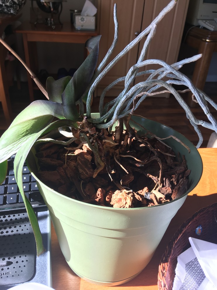 Is this orchid dead?