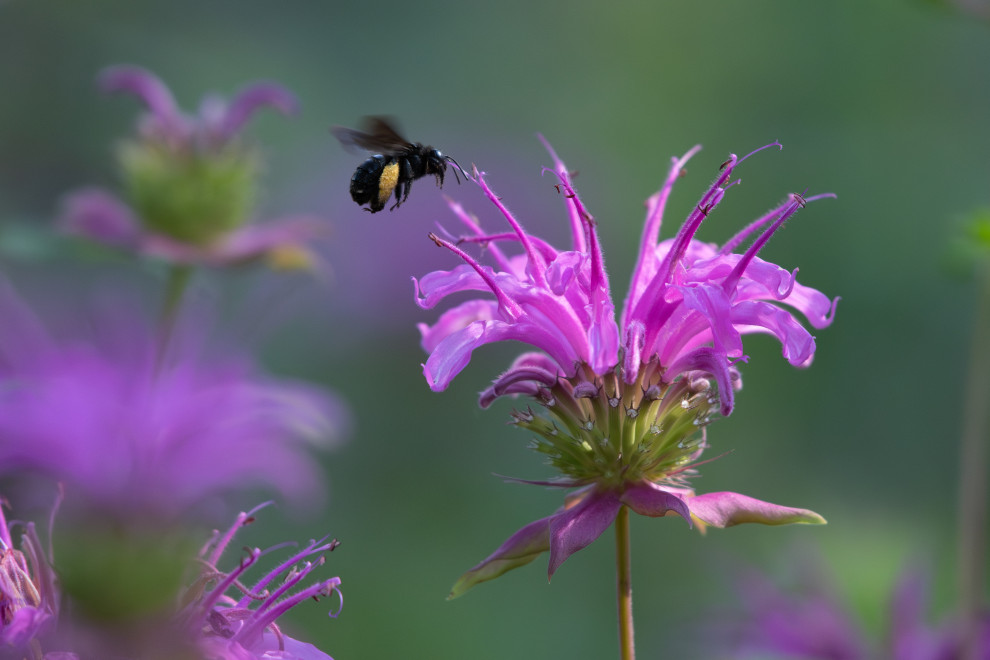 Native plants