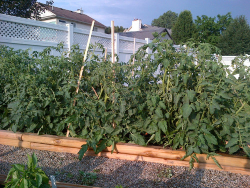 Should I Prune Better Boy Tomato Plants I Know Better Boy S Are Indeterminate And Don T Require Pruning However M Not So Sure Should Let These Things Grow Many Stems