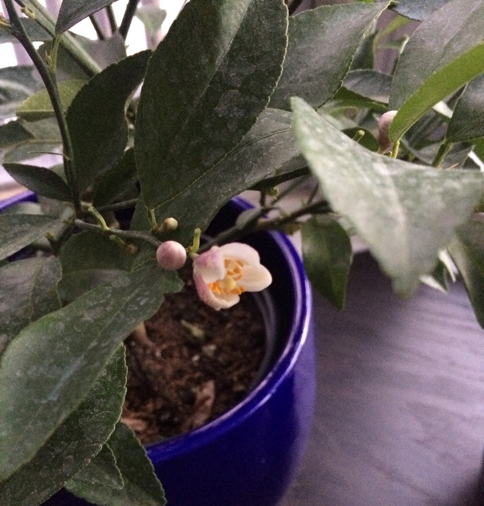 Meyer lemon leaves what is on them?