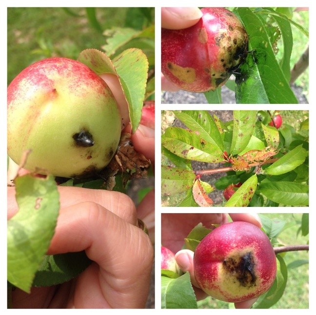 Black stuff on nectarines, leaves look bad