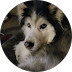 dog roofing company bt