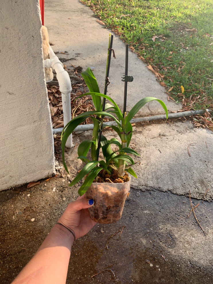 How can I save my dendrobium?