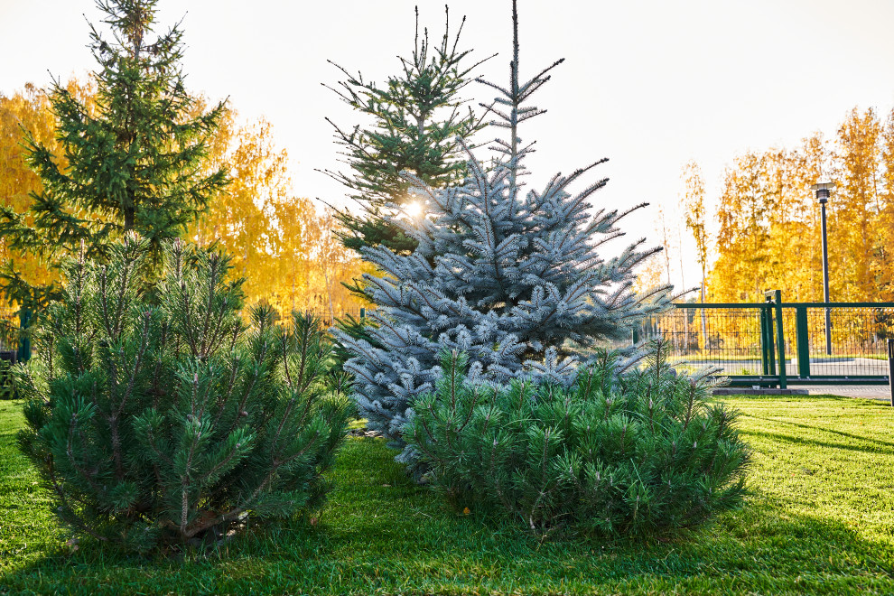 Участок с мужским характером