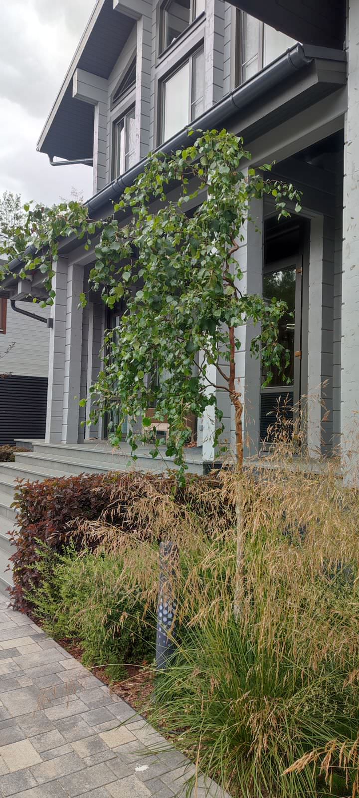 Дыхание севера