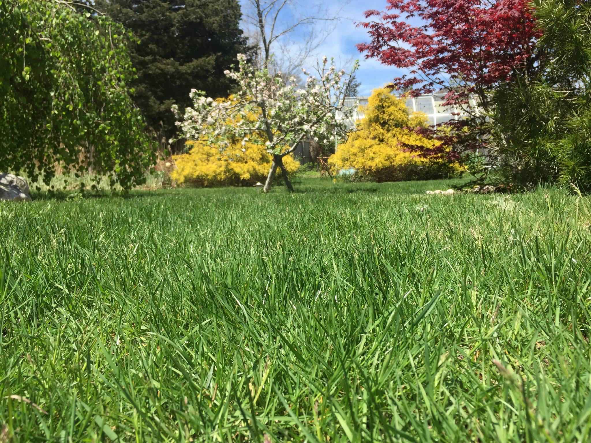 Non-toxic Lawns