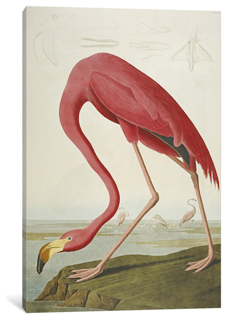 "Flamingo, from 'The Birds of America' " by John James Audubon, 40x26x1.5"