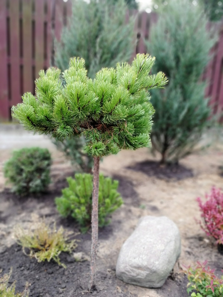 Реализация проект " Вечная любовь"