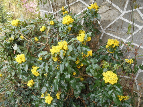 Le Mahonia Du Soleil Et Du Parfum Dans L Hiver Hortus Focus I Mag