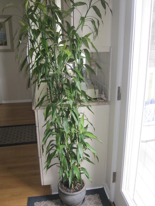 bamboo lucky dracaena yellow ft turn leaves starting help shade lighter included