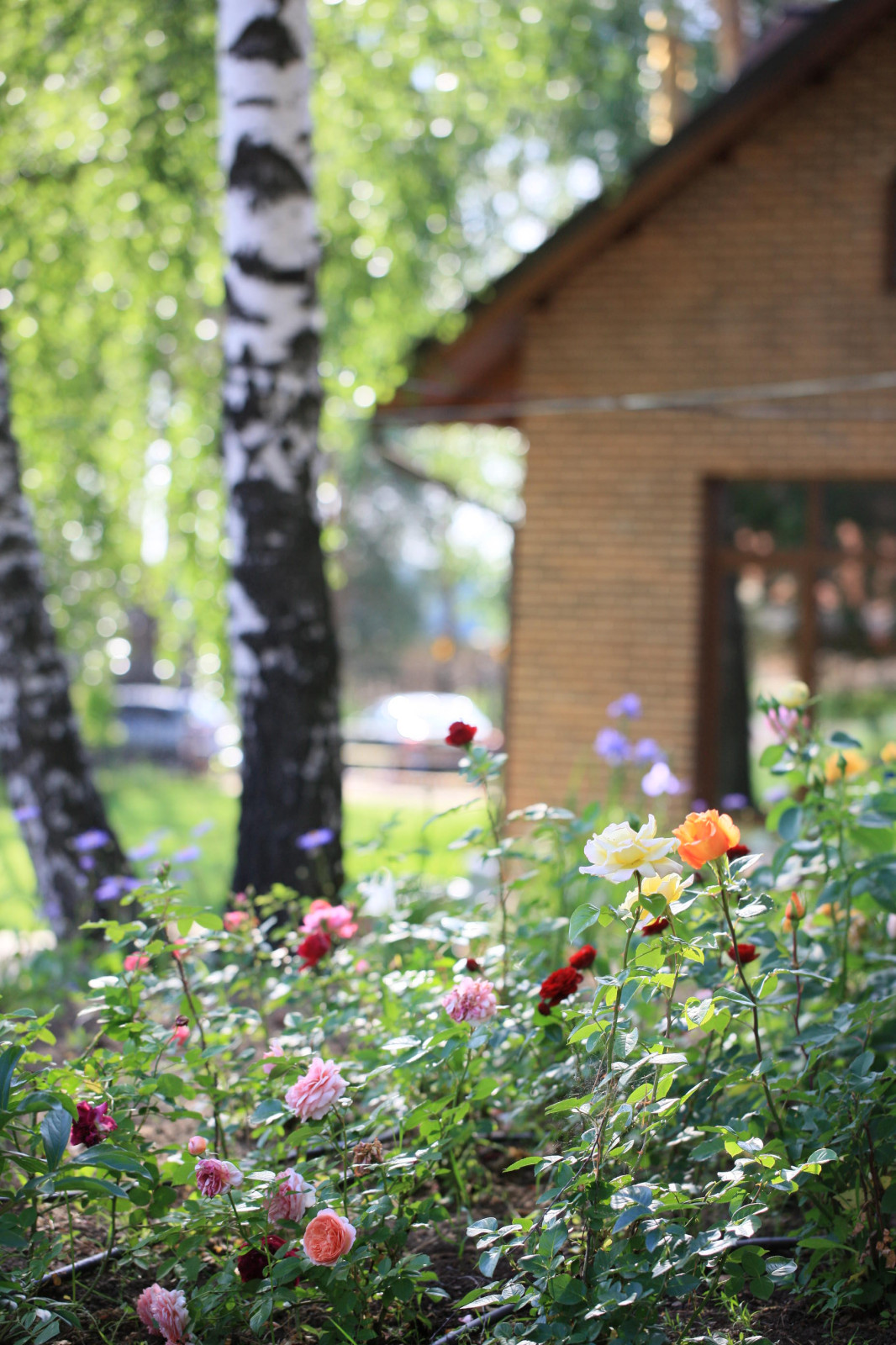 Березовая роща