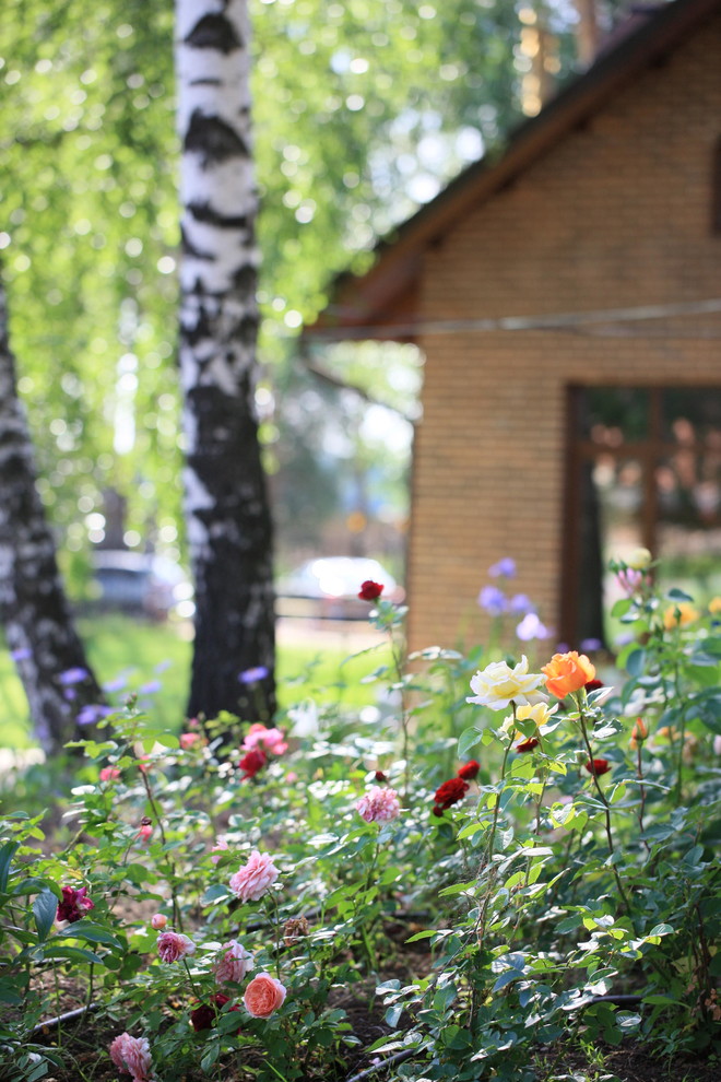 Березовая роща