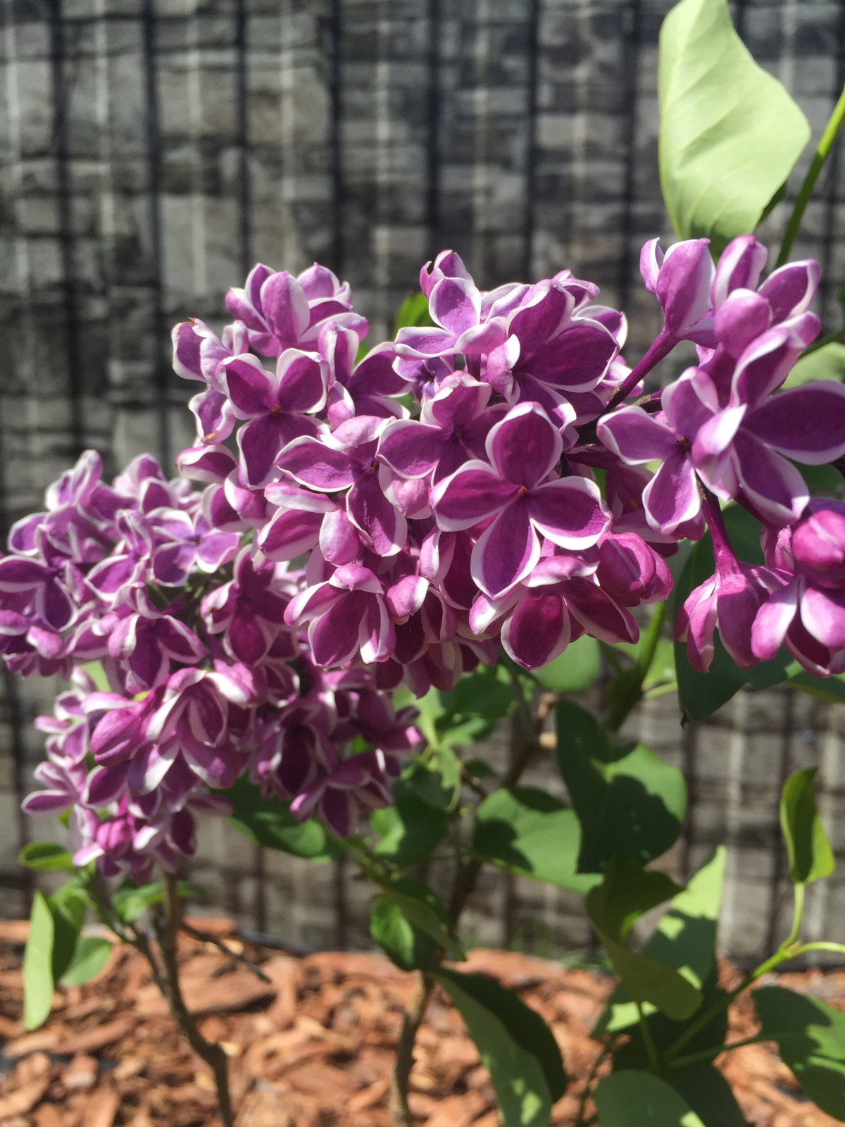 Пейзажный сад в п. Кедровый