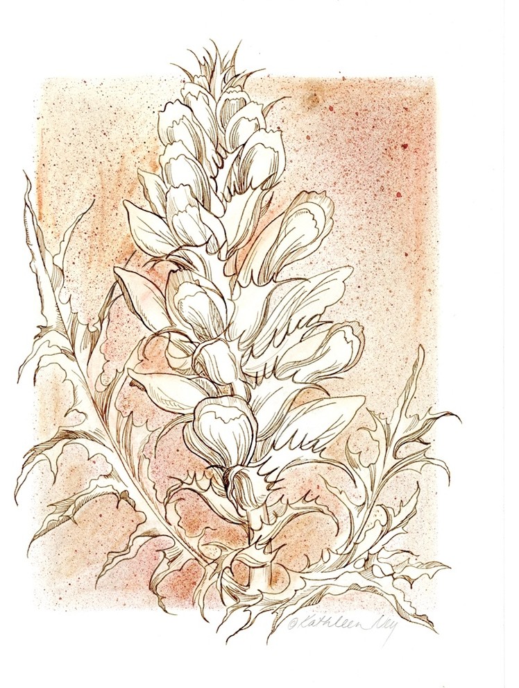 "Thistle Botanical Pen And Ink Drawing" Original Art