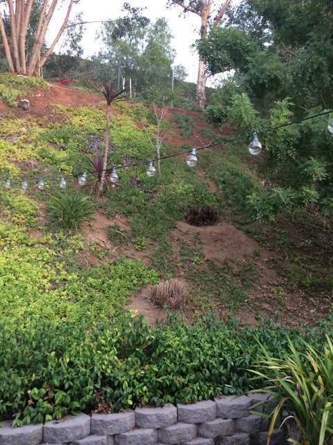 Back yard Hill 