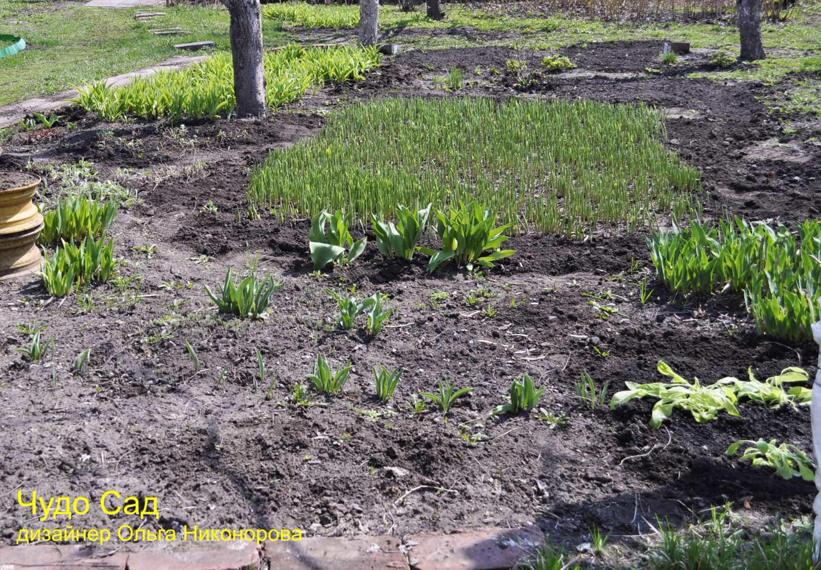 Ландышевая поляна