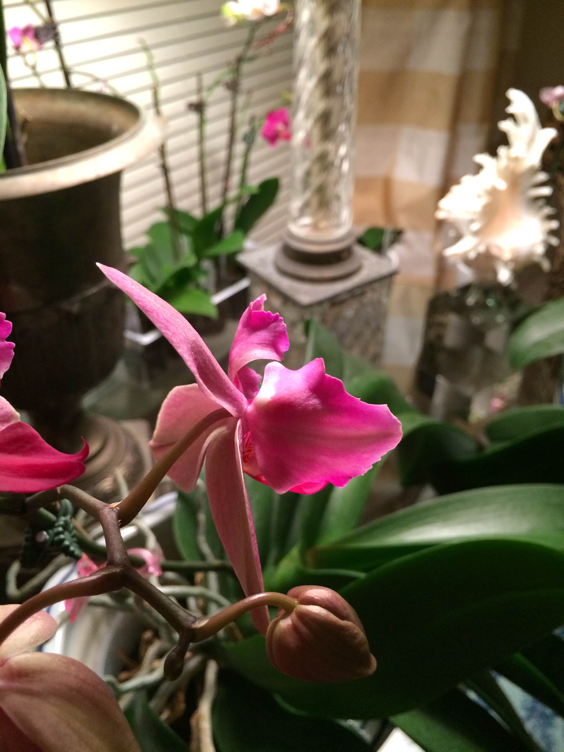 Blooming Orchids thrive when grouped together.