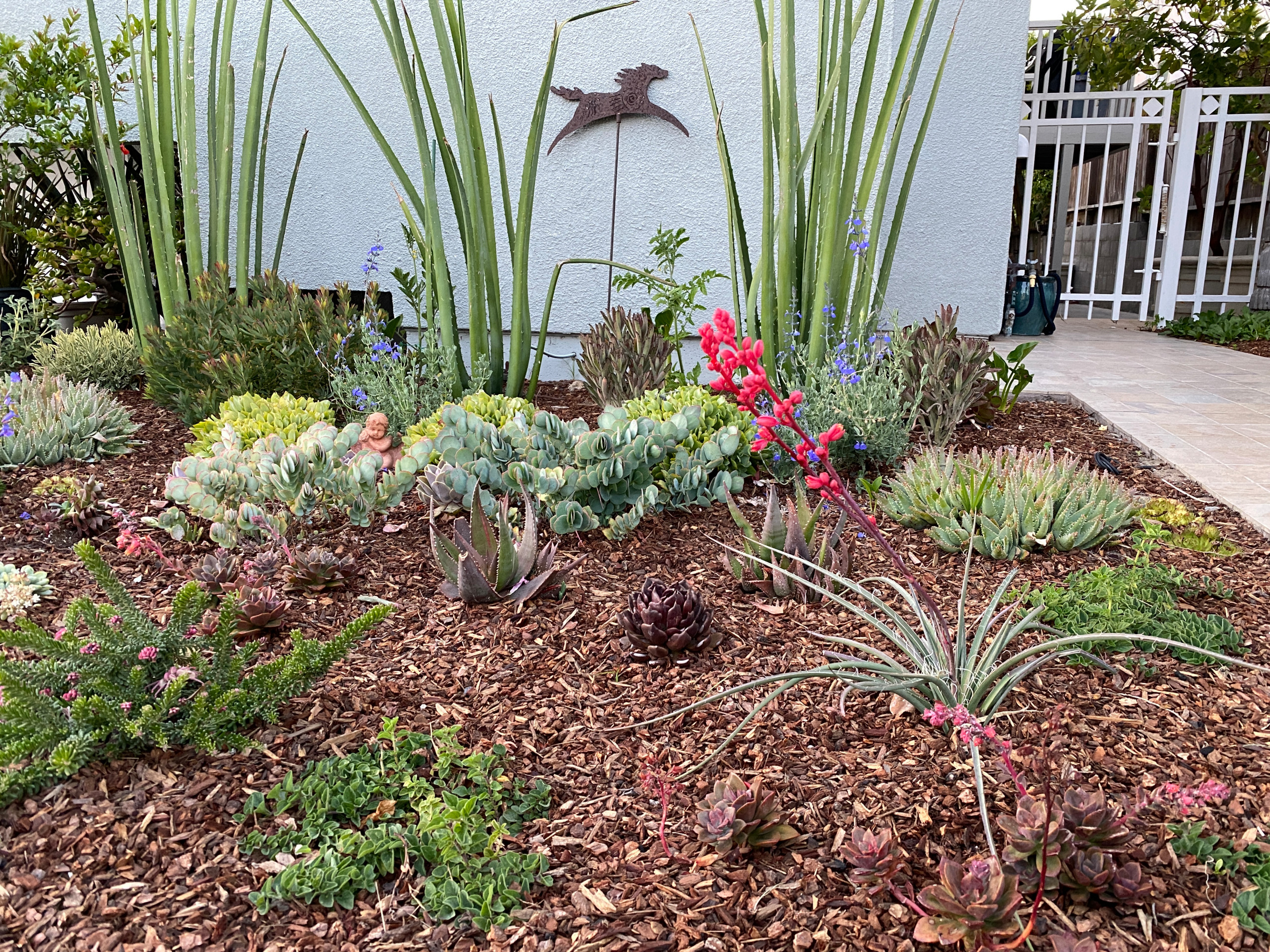 Hermosa Beach, CA: Front Yard Edible Modern Curb Appeal