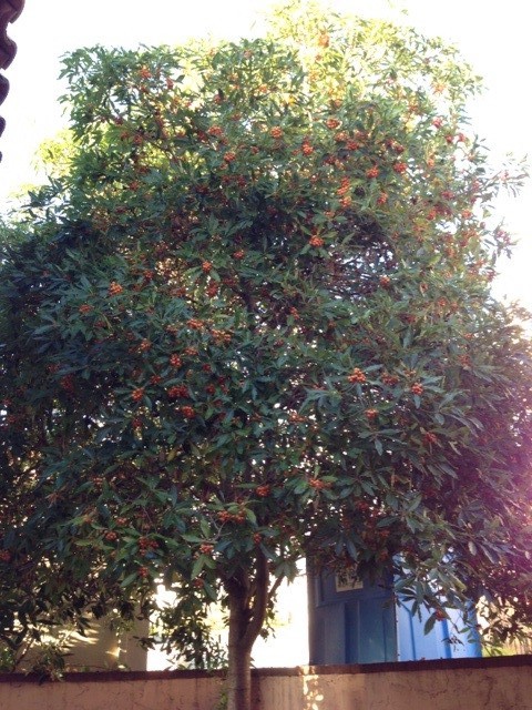Getting Rid of This Tree