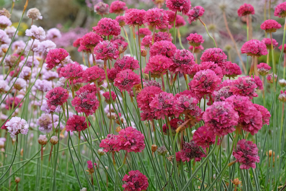 Sea Thrift Curve, Essex