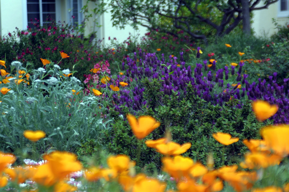 Large country front yard full sun garden in San Francisco with a garden path for spring.