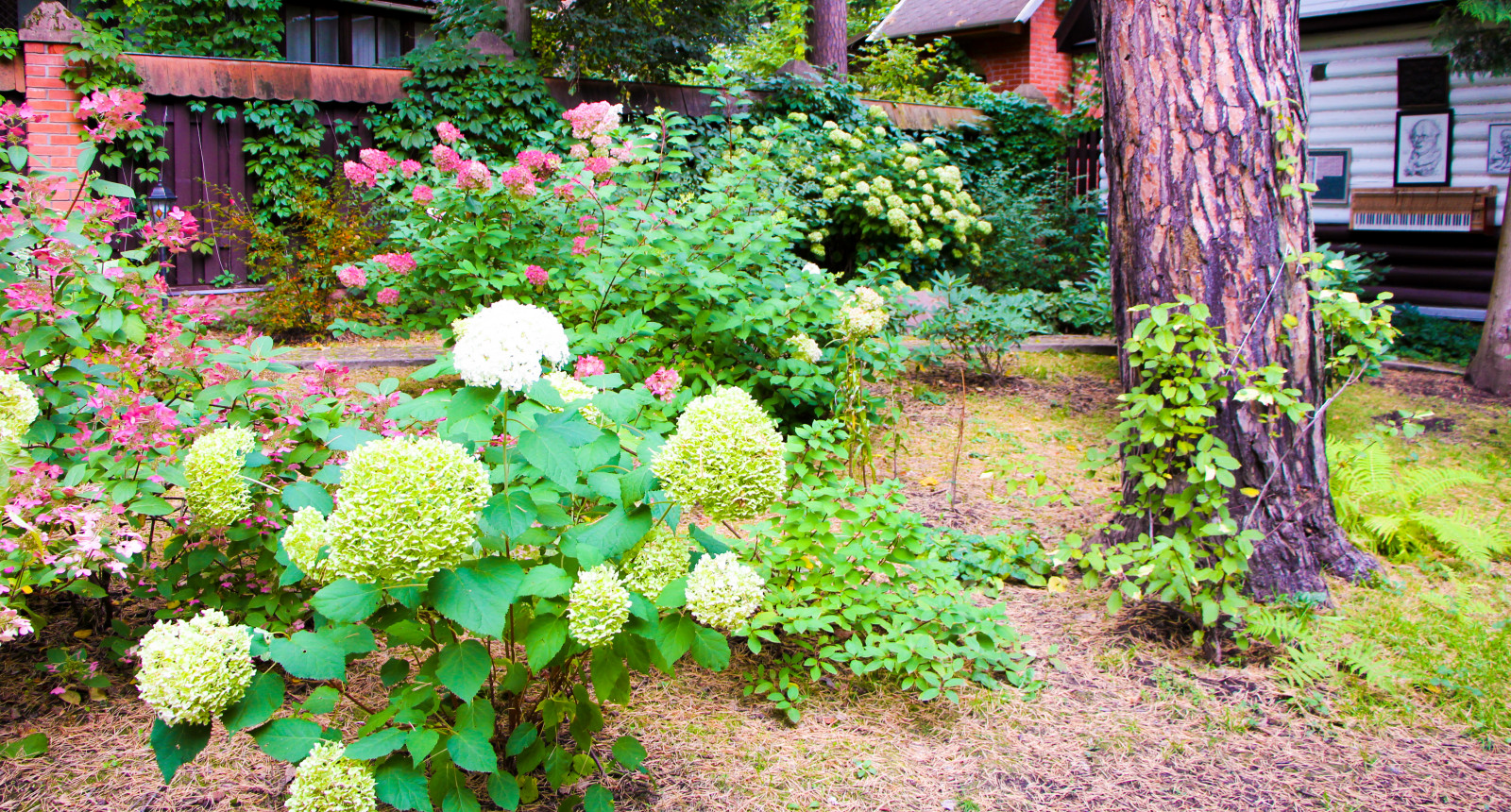 Баковка, 2018 г.