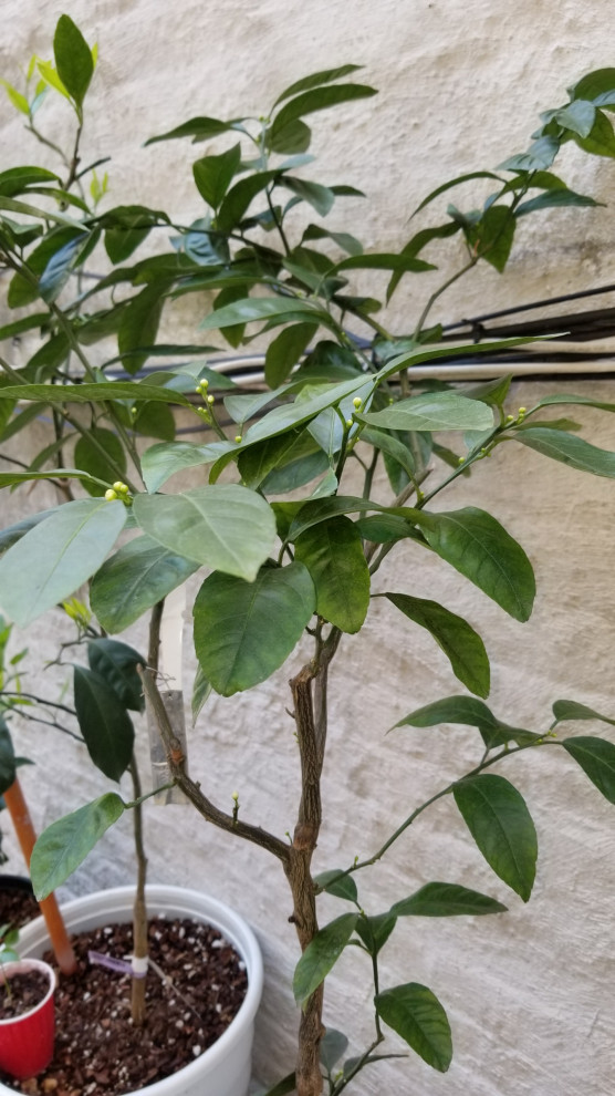 owari satsuma update