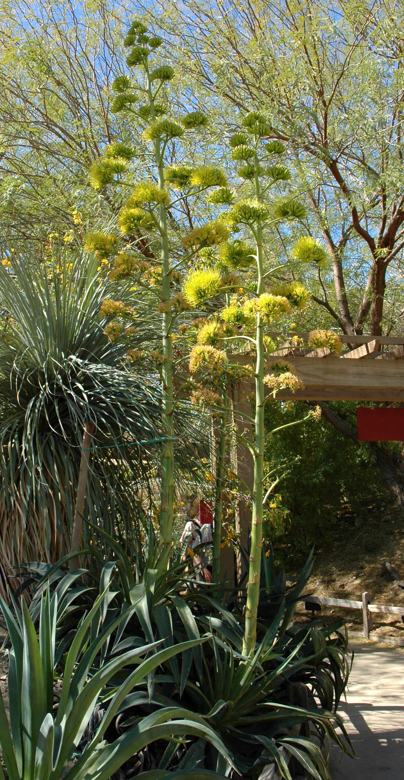 10 Spectacular Flowering Succulents