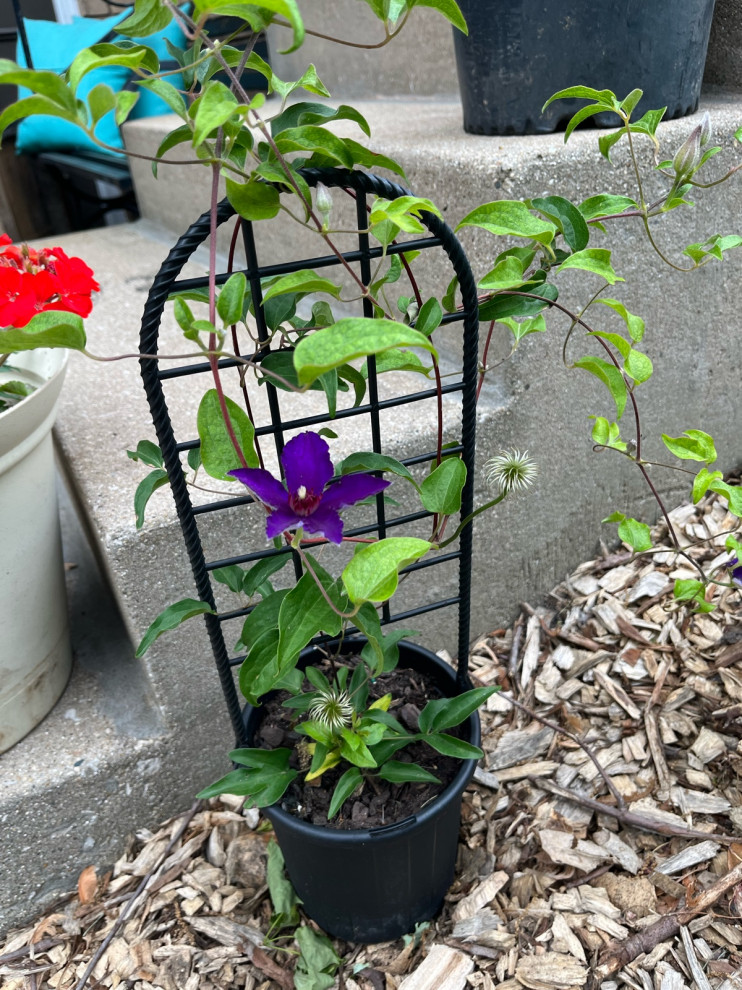what size trellis for this clematis?