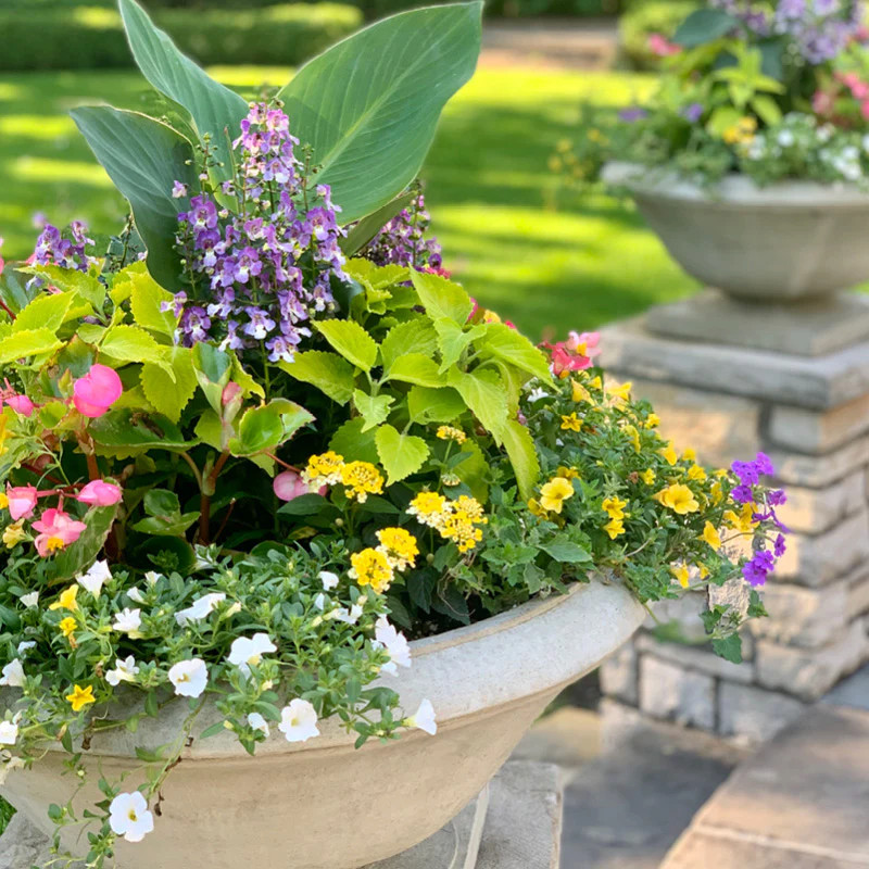 tropical Flair to this low urn  on Patio