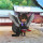 zara_cross25
