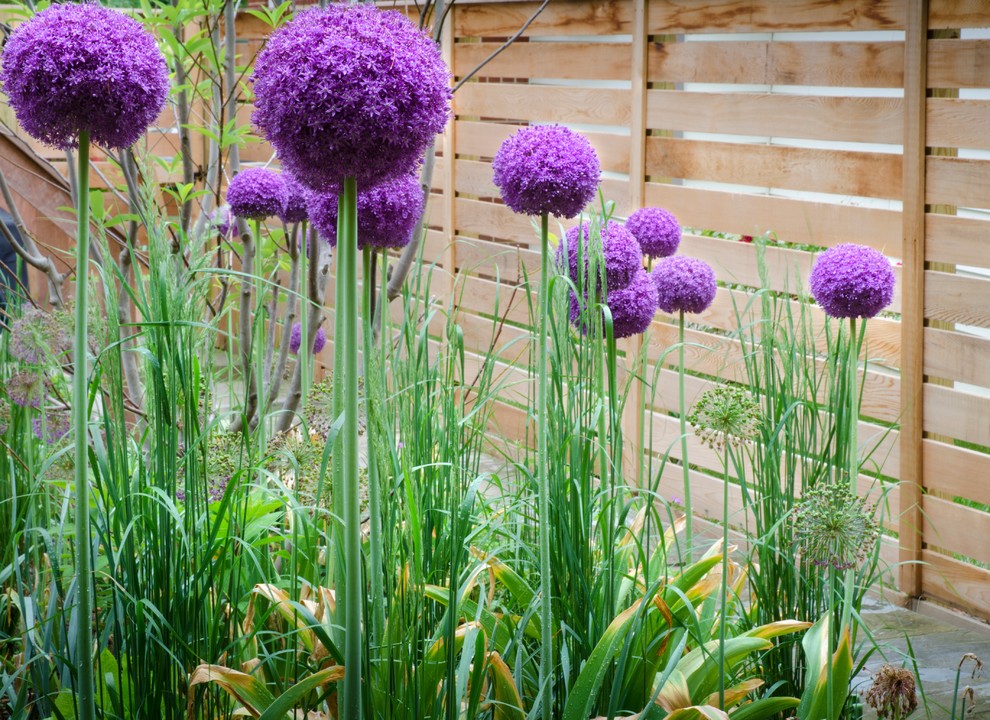 Contemporary Play, Chevy Chase