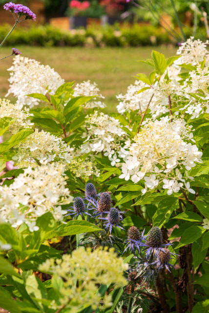 Mixed Herbaceous borders landstil-have
