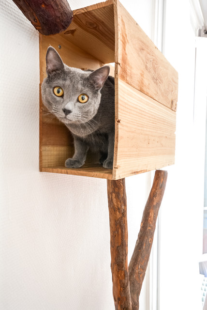 World of Design 10 Pampered Pets and Their One of a kind Homes