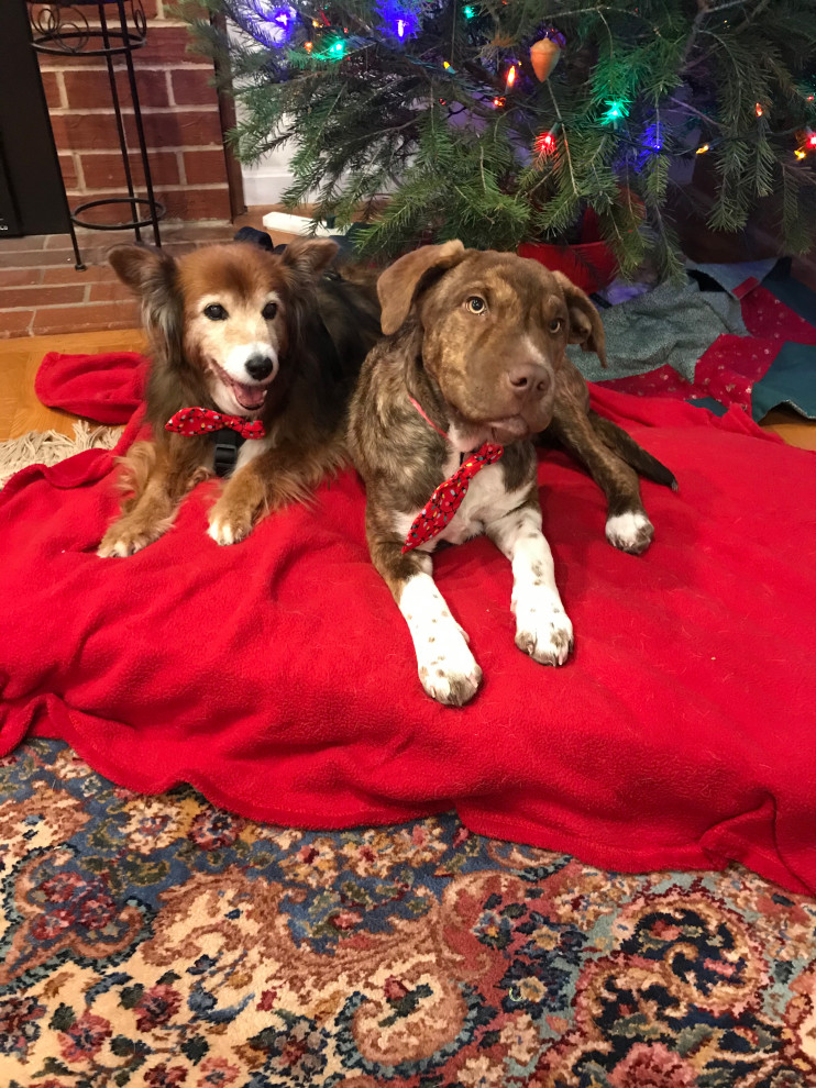 LVP floors and doggos