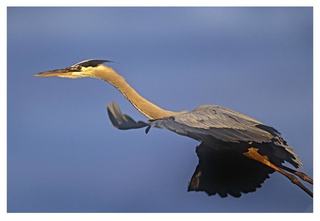 Research paper heron 06 image