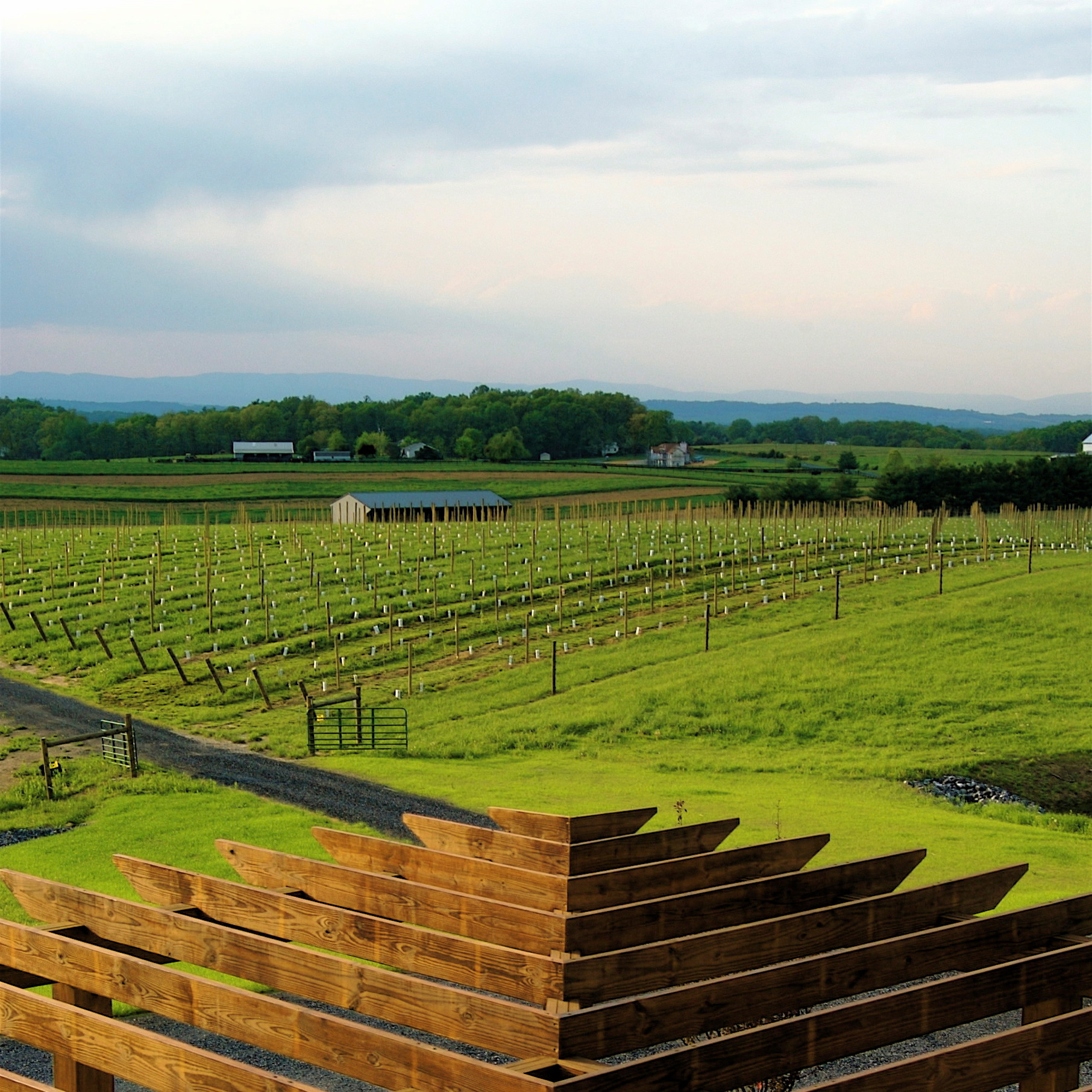 Vineyard 4