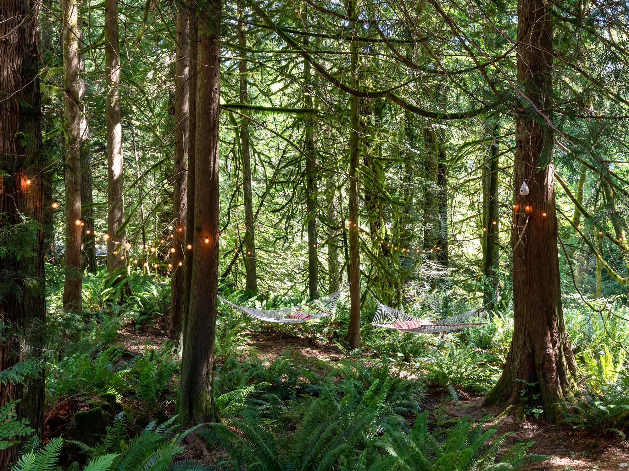 Forest Bathing in Hammocks Hung from the Trees