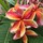 Last commented by Gigi Plumeria (FL 9A)