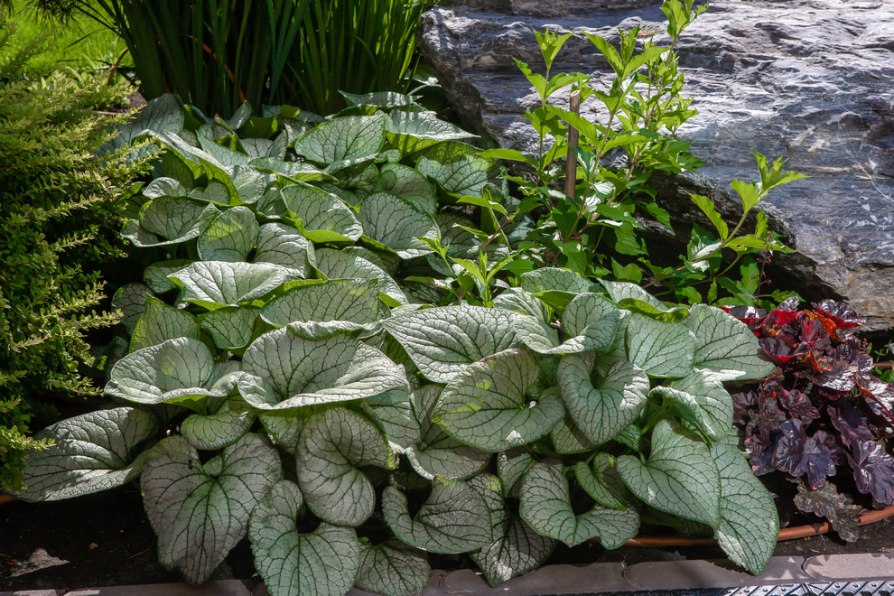 "Сосновая история"