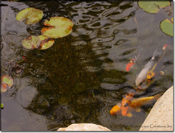 Inspiration for a landscaping in San Diego.