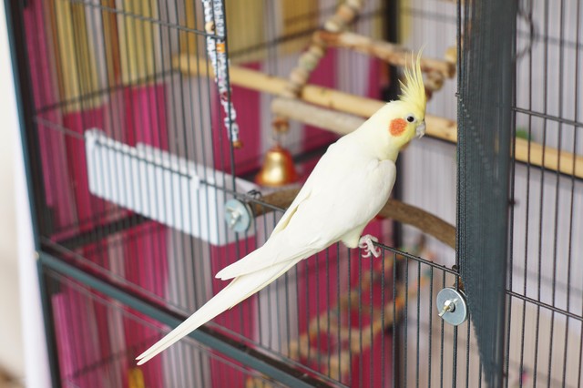 Pet S Place Outdoor Living Suits These Cockatiels