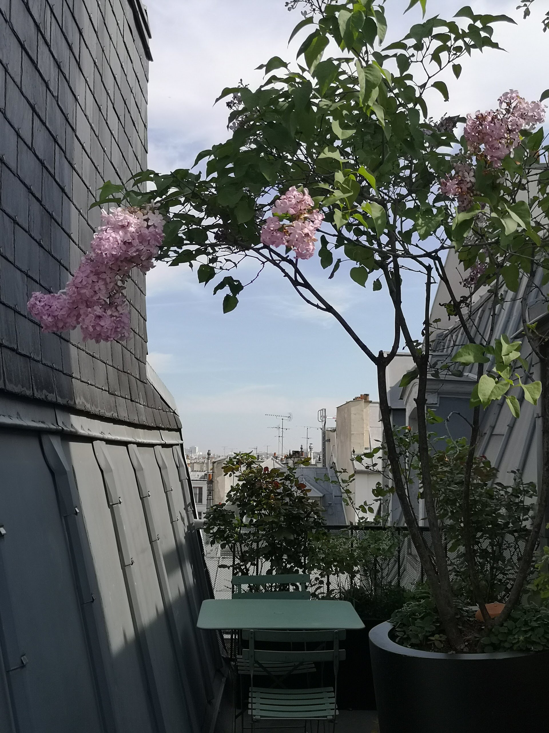 Floraison au printemps