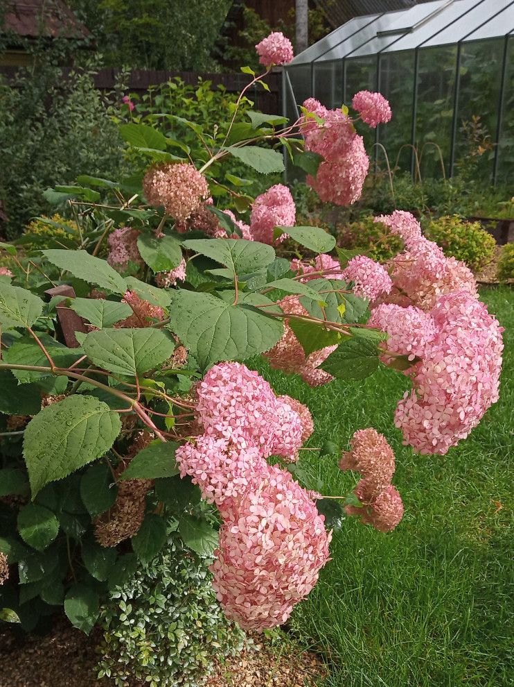 Сад в Рожновке