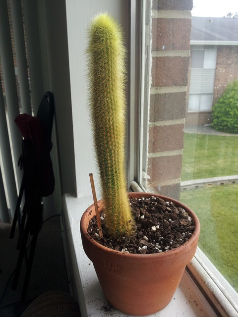 cactus identification and tips